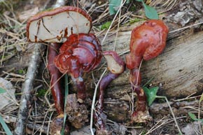 Ganoderma lucidum (Curtis : Fr.) P. Karst.