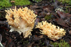Ramaria flava (Tourn. ex Battarra : Fr.) Quél. 