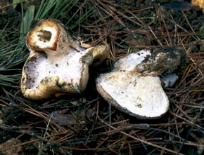 Peckiella lateritia (Fr.) Maire