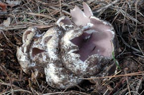 Sarcosphaera crassa (Santi) Pouzar