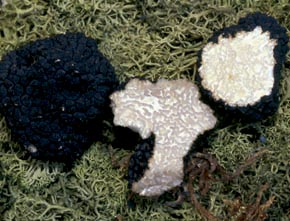 Tuber aestivum  var. uncinatum (Chatin) I.R. Hall, P.K. Buchanan, Wang & Cole