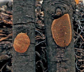 Dichomitus campestris (Quél.) Domanski & Orlics