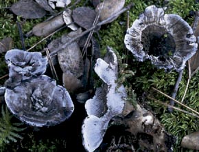 Phellodon niger (Fr.) P. Karst.