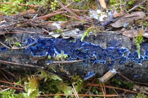 Pulcherricium caeruleum (Lam.) Parmasto