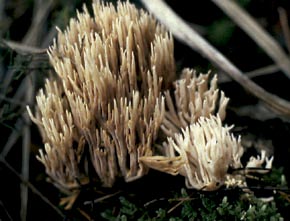 Ramaria stricta (Pers.) Quél.