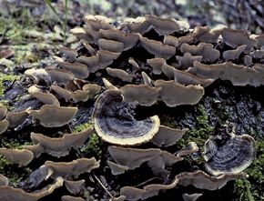 Trametes versicolor (L.) Lloyd