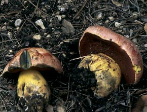 Boletus lupinus Fr.