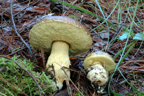 Leccinum lepidum (H. Bouchet ex Essette) Bon & Contu
