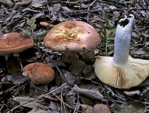 Russula maculata Quél.: Roze