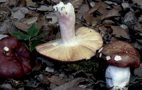 Russula olivacea (Schaeff.) Fr.