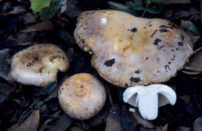Russula ilicis Romagn. Chevassut & Priv.