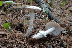 Amanita mairei Foley