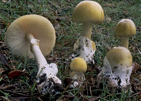 Amanita phalloides (Vaill.: Fr.) Link