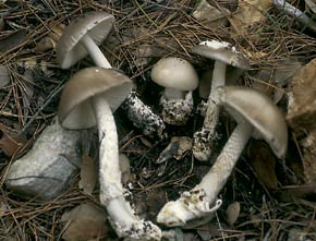 Amanita vaginata (Bull.:Fr.) Quél.