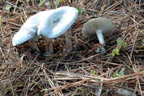 Clitocybe odora (Bull.) P. Kumm.