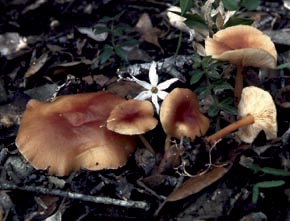 Collybia dryophila (Bull.) P. Kumm.