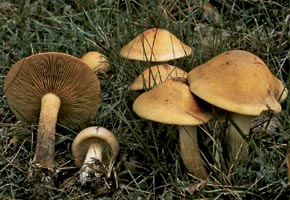 Hebeloma edurum Métrod