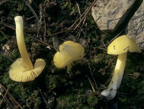 Hygrocybe persistens  var. konradii (R. Haller Aar.) Boertm.