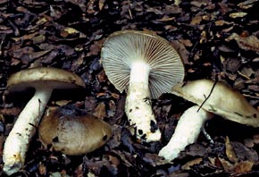 Hygrophorus latitabundus Britzelm