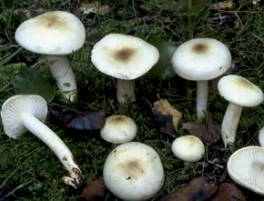 Hygrophorus leucophaeo-ilicis Bon & Chevassut