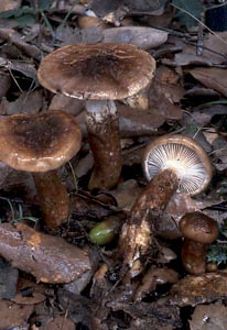 Hygrophorus persoonii Arnolds