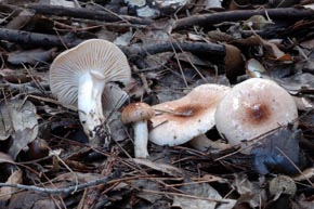Hygrophorus roseodiscoideus Bon & Chevassut