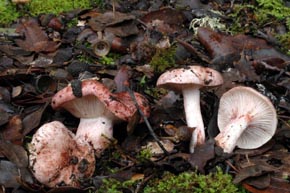 Hygrophorus russula (Fr.) Kauffman