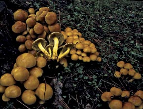 Hypholoma fasciculare (Huds.) P. Kumm.