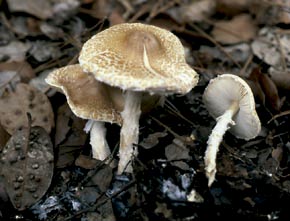 Lepiota clypeolaria (Bull.) Quél.