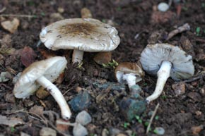 Limacella furnacea (Letell.) E.J. Gilbert
