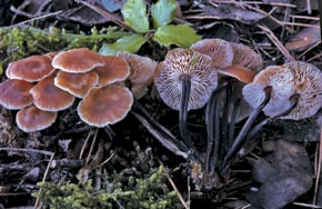Micromphale brassicolens (Romagn.) P. D. Orton