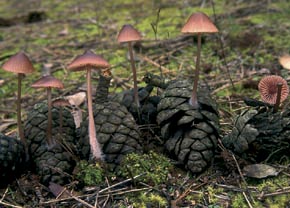 Mycena seynesii Quél.