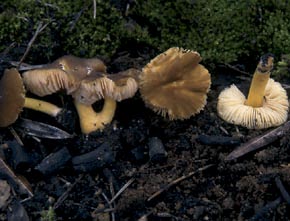 Pluteus romellii (Britzelm.) Lapl.