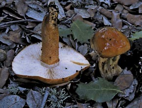Tricholoma aurantium (Schaeff. : Fr.) Ricken