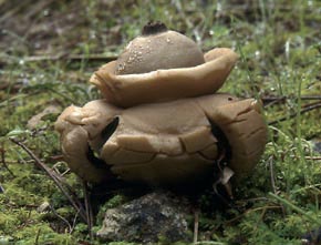 Geastrum triplex Jungh.