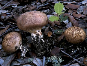 Scleroderma verrucosum (Bull.) Pers.