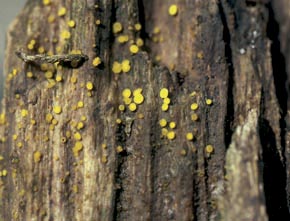 Bisporella citrina (Batsch) Korf & S.E. Carp.
