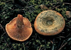 Lactarius deliciosus  var. rubescens  J.Aug. Schmitt