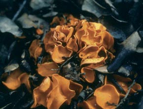 Acervus epispartius (Berk. & Broome) Pfister