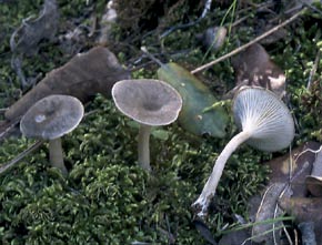 Clitocybe font-queri R. Heim
