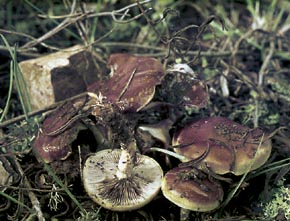 Hypholoma sublateritium (Schaff.) Quél.