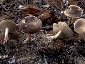 Melanoleuca pseudoluscina Bon