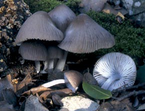 Mycena niveipes (Murrill) Murrill