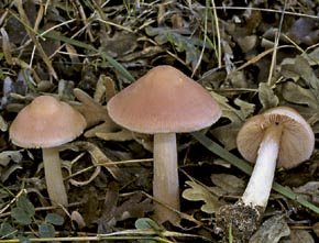 Mycena rosea (Schumach.) Gramberg