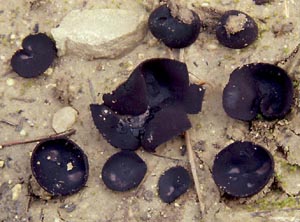 Greletia planchonis (Dunal ex Boud.) Donanidi