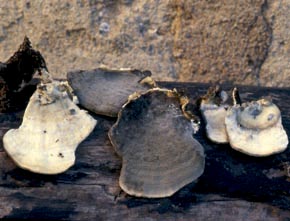 Bjerkandera adusta (Willd.) P. Karst.