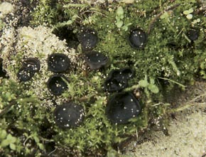 Peziza muscicola Donadini