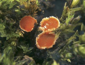 Octospora polytrichi (Schumach.) Caillet & Moyne