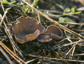 Peziza lobulata (Velen.) Svrcek