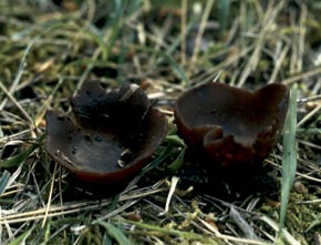 Peziza phyllogena Cooke